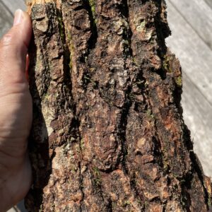 Oak Bark