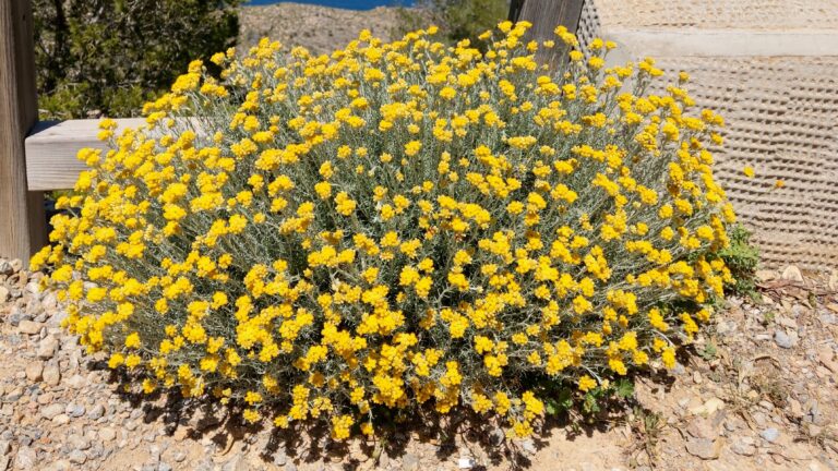 Helichrysum Hydrolate for Skin Healing: Traditional Use vs Scientific Research