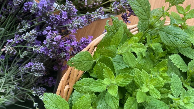 Hydrolats and Essential Oils for Better Sleep