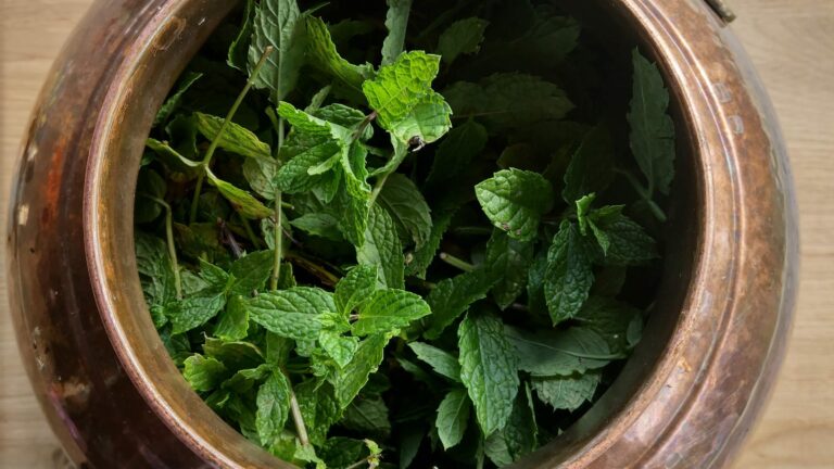 Preparation of Spearmint Hydrolat
