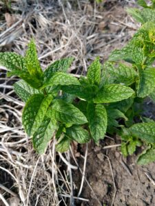 Spearmint in the garden